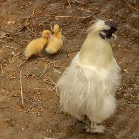 Feriehus Balanquier Lagarde (Haute-Garonne)