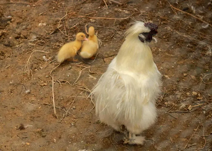 Balanquier Ferienhaus Lagarde (Haute-Garonne)